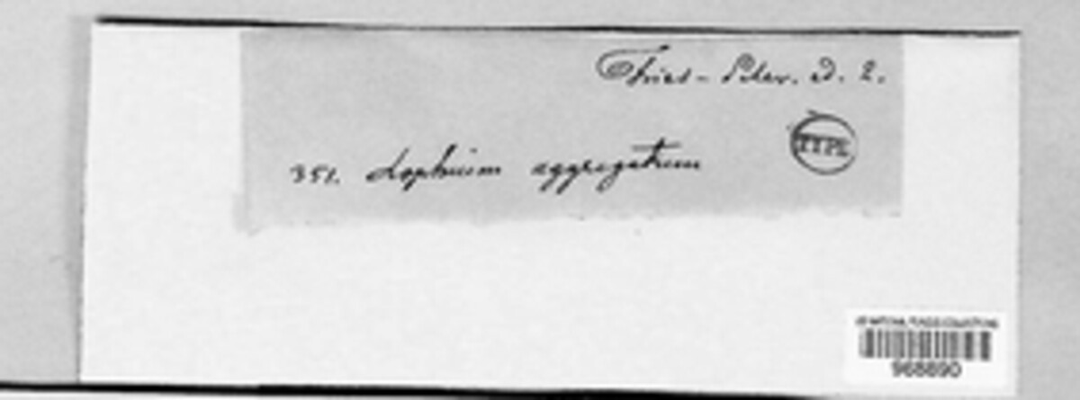 Mytilinidion aggregatum image